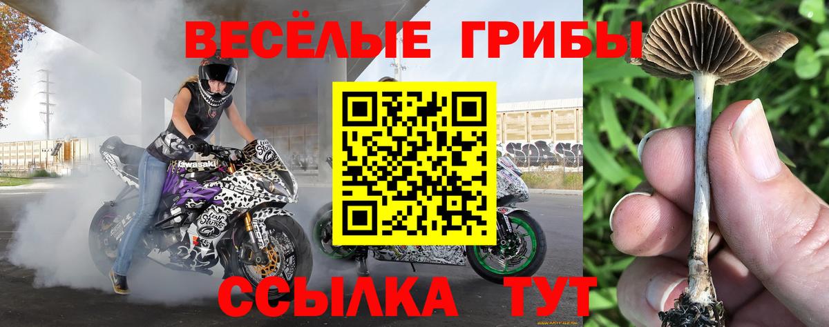 Щёлково  Псилоцибиновые грибы Cubensis  что такое   Вход с VPN  Псилоцибиновые грибы Magic Shrooms 
